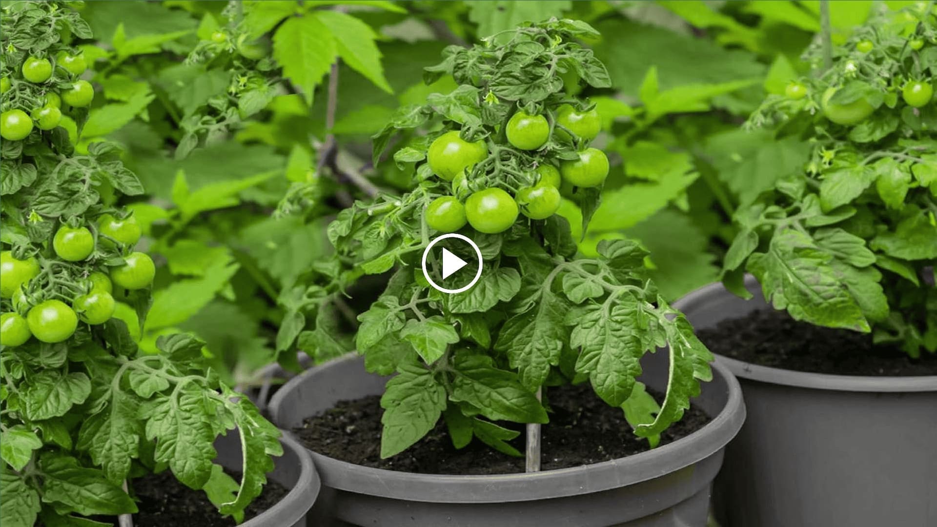 how to grow indeterminate tomatoes in a container with a root tube