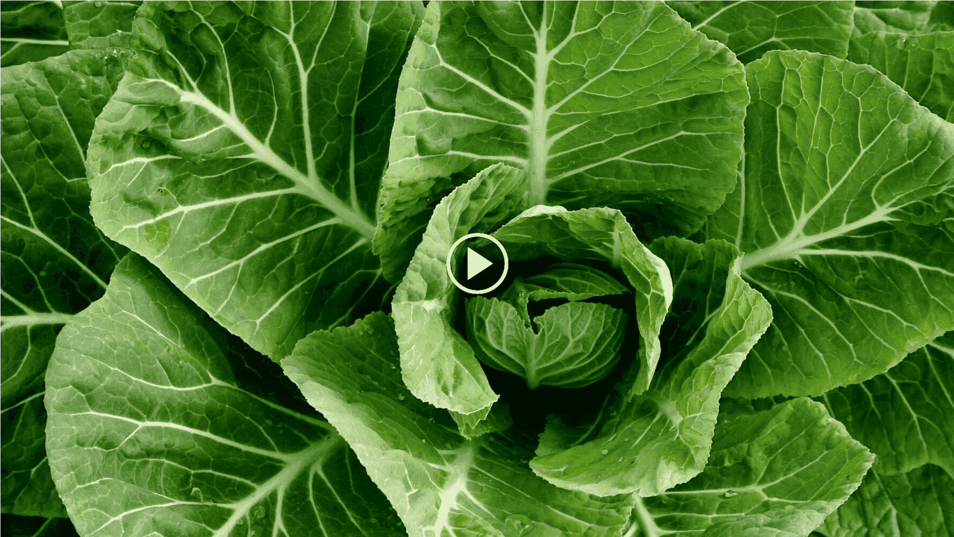 how to grow georgia collards in a container with a root tube