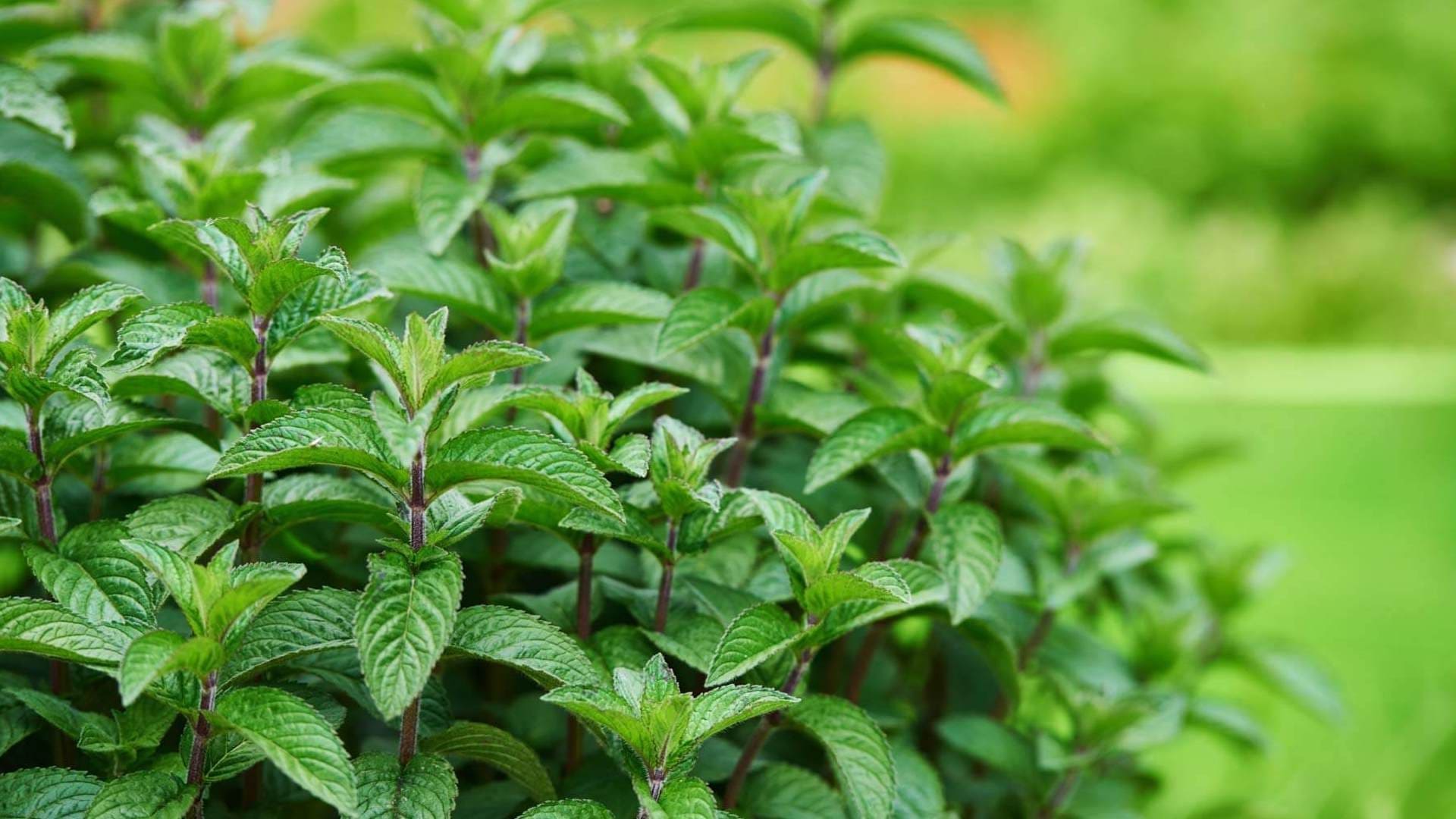 how to grow lemon mint in a container with a root tube