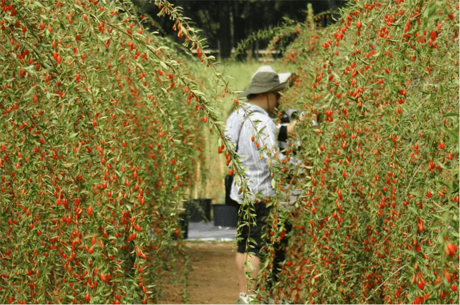 gogi berry harvest